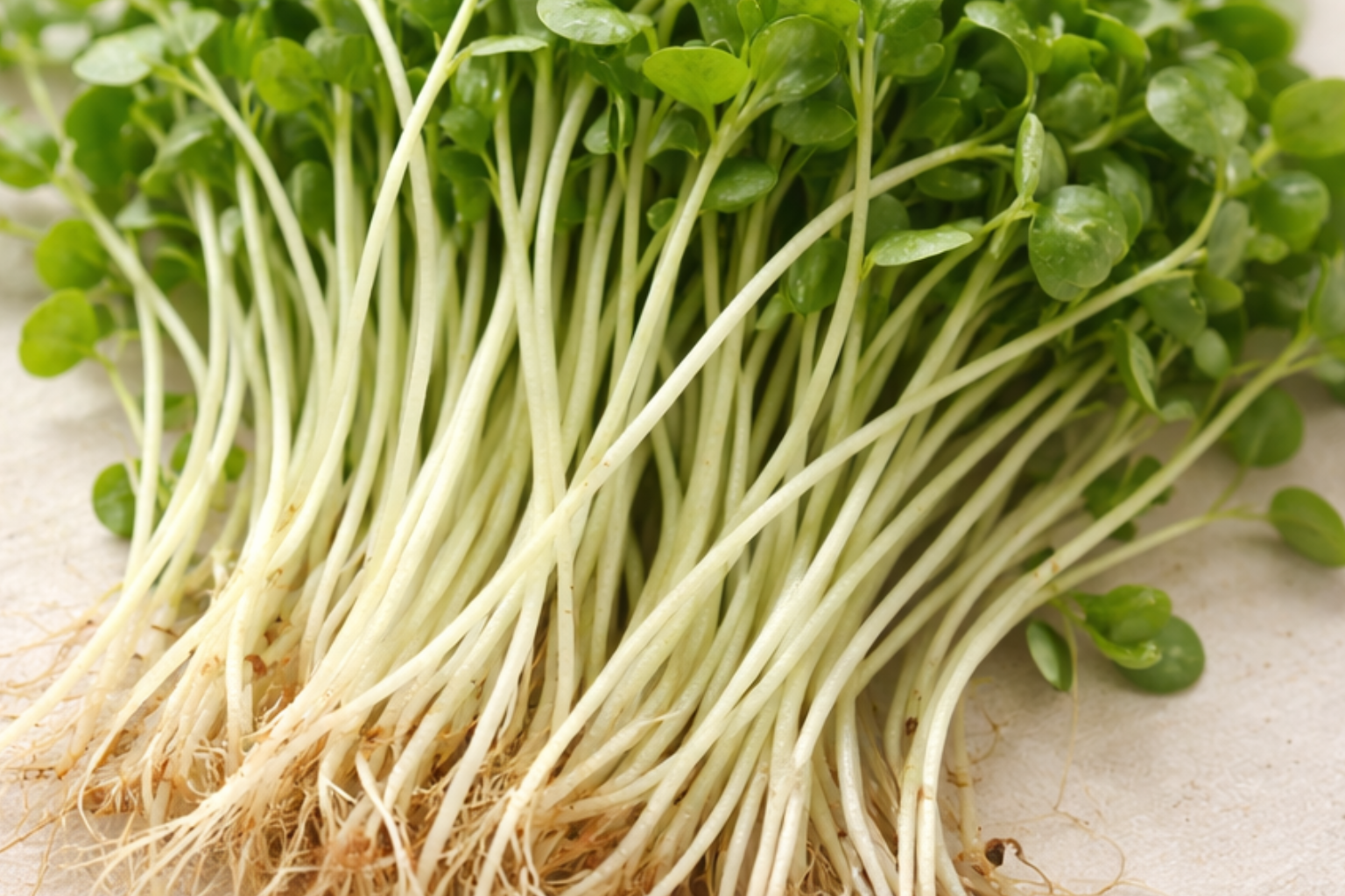 Alfalfa Microgreens